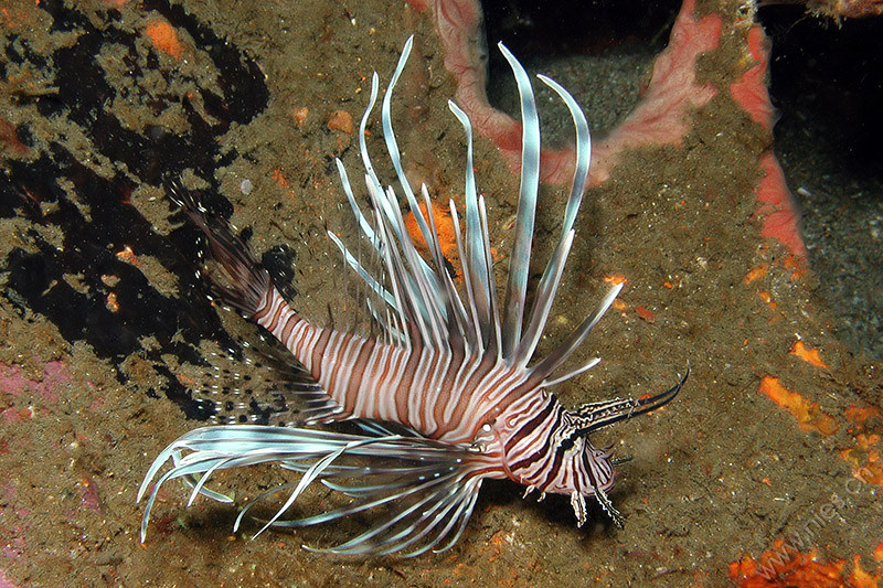 Lionfish