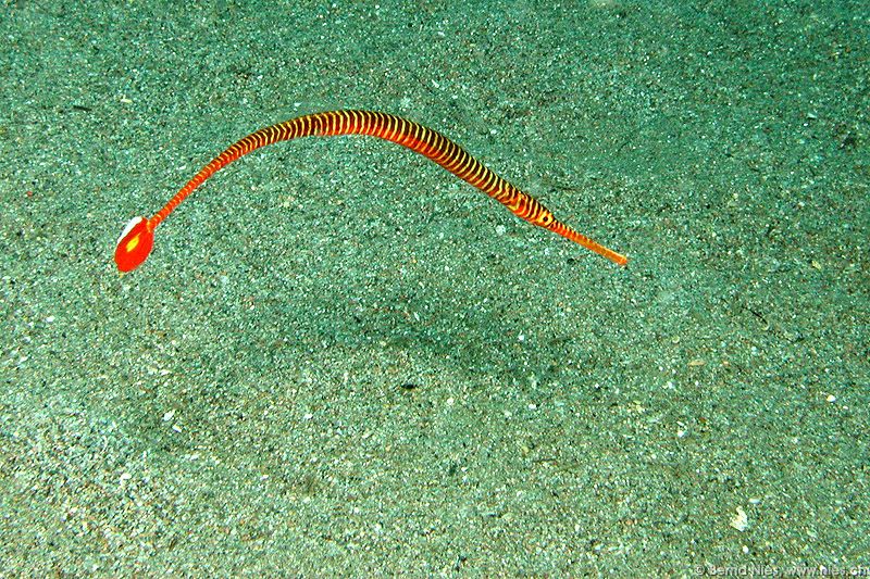 Multibar Pipefish