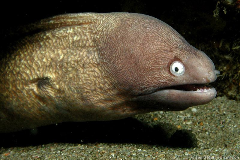 White-eyed Moray Eel