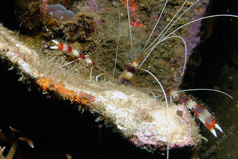 Banded Cleaning Shrimp