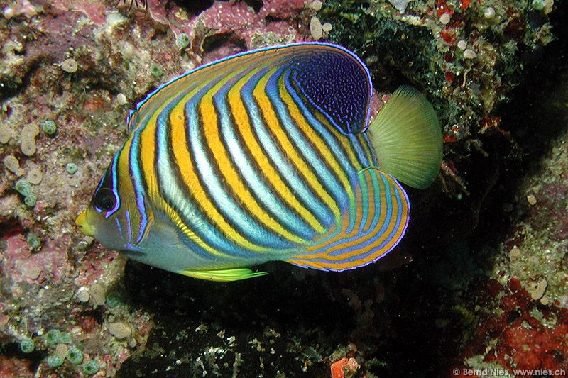 Royal Angelfish