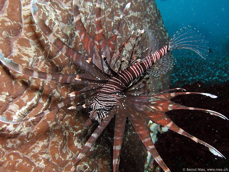 Lionfish