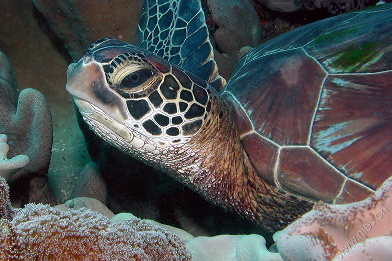 Sea Turtle