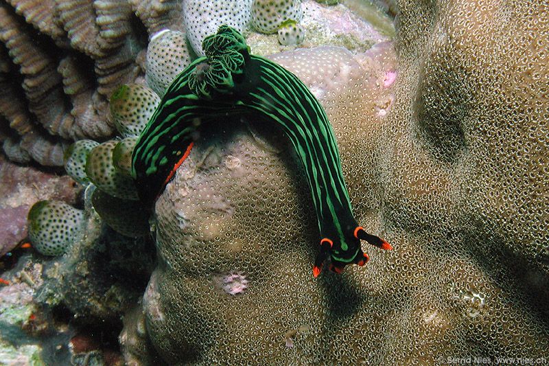 Nembrotha Kubaryana