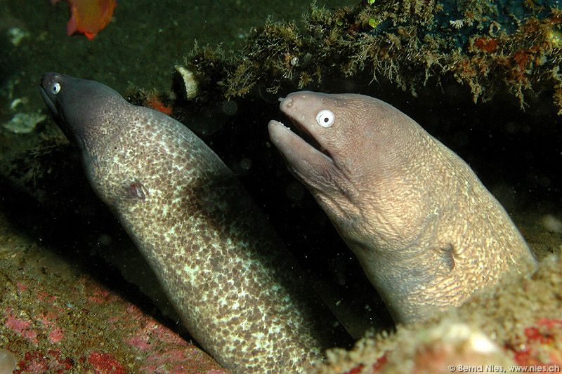 Moray Eel