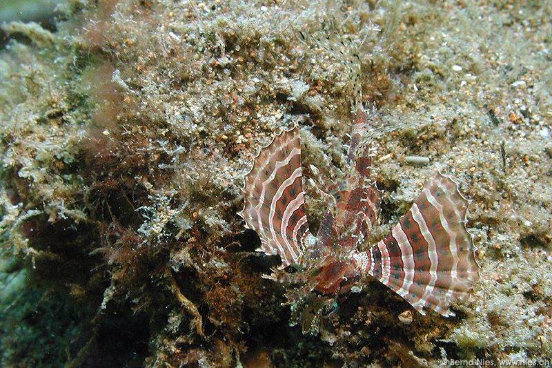 Baby Lionfish