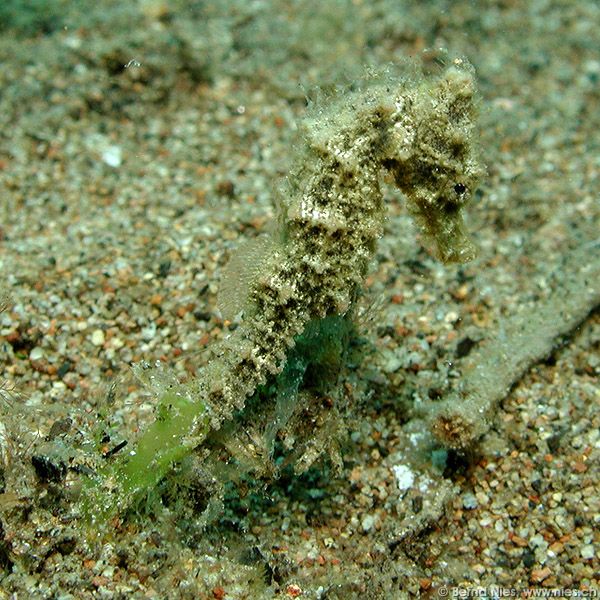 Seahorse