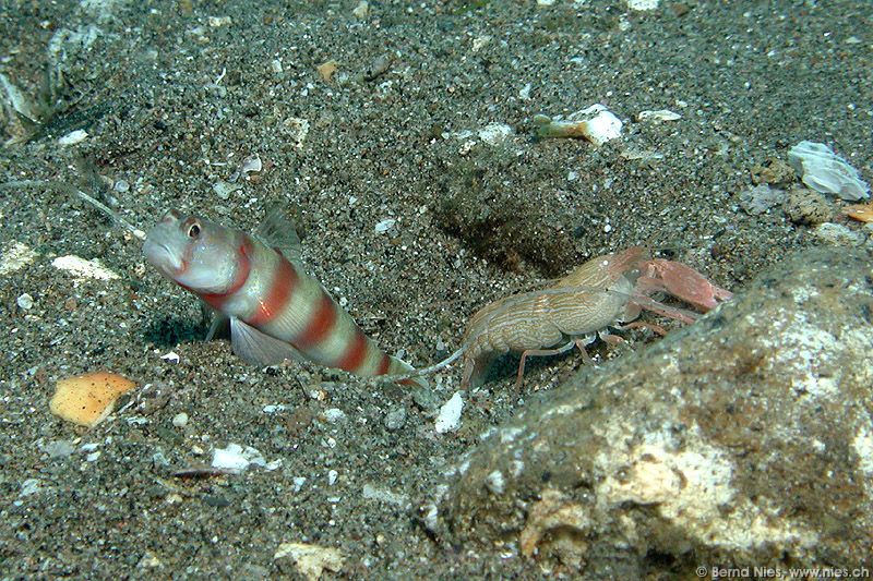 Partner Goby and Shrimp