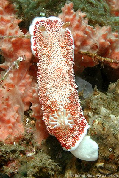 Chromodoris reticultata