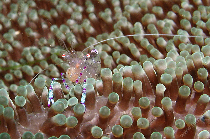 Commensal Shrimp