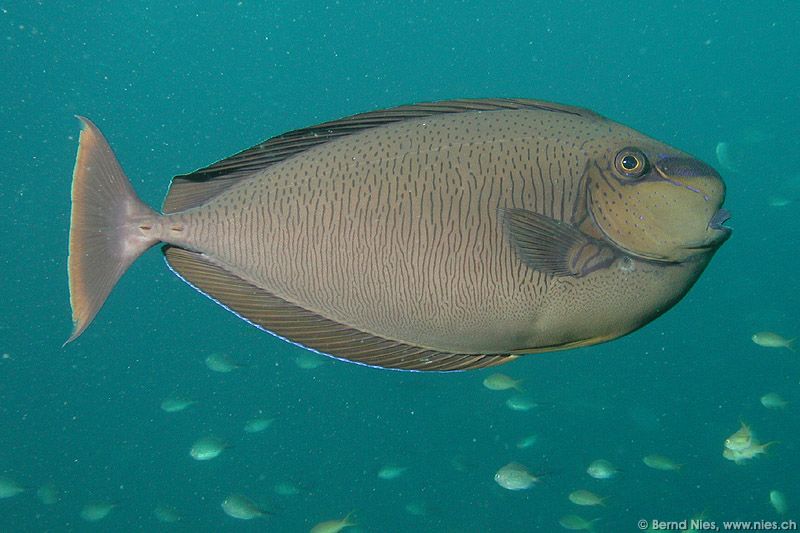 Masken-Nasendoktorfisch