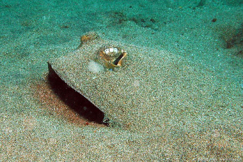 Bluespotted Stingray