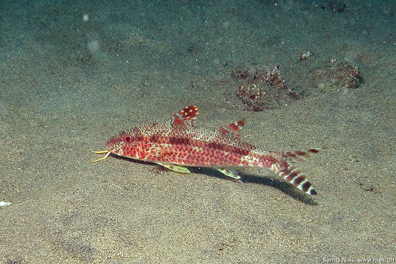 Goatfish