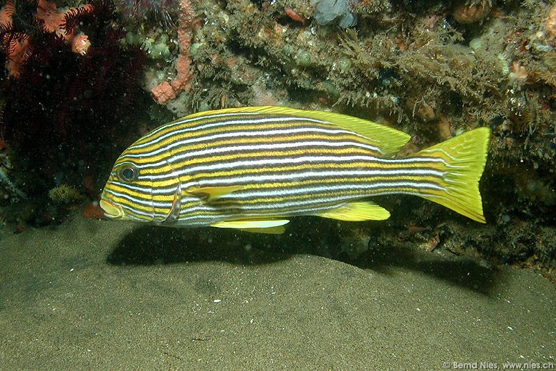 Gelbband-Süsslippfisch