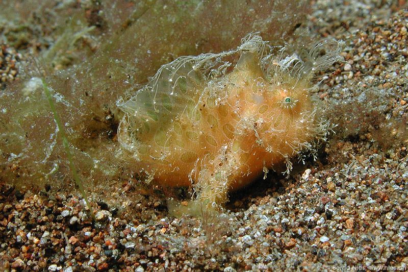 Hairy Frogfish