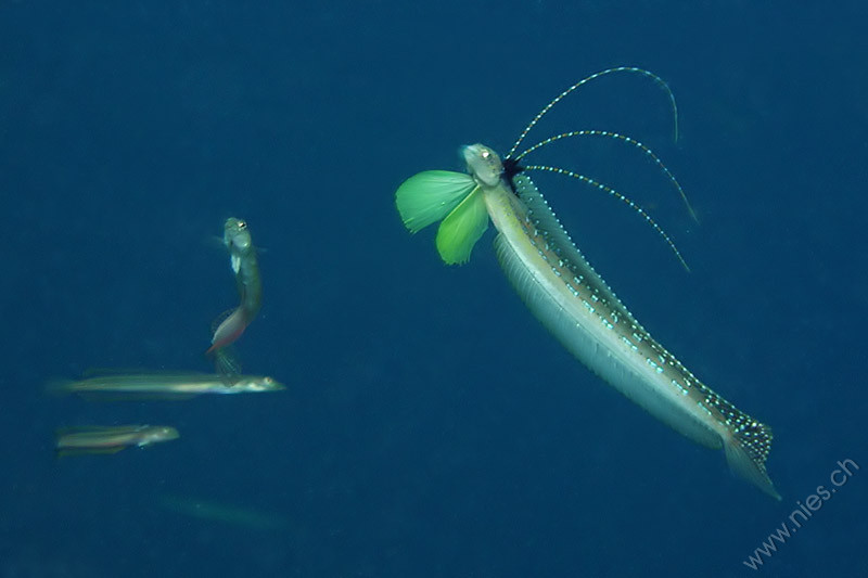 Sand diver
