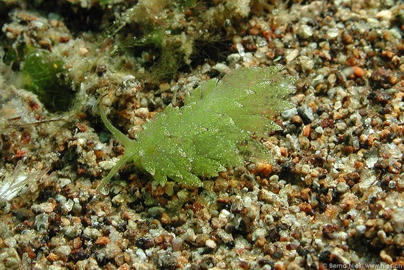 Nudibranch