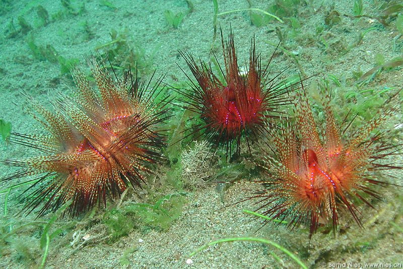 Sea Urchins