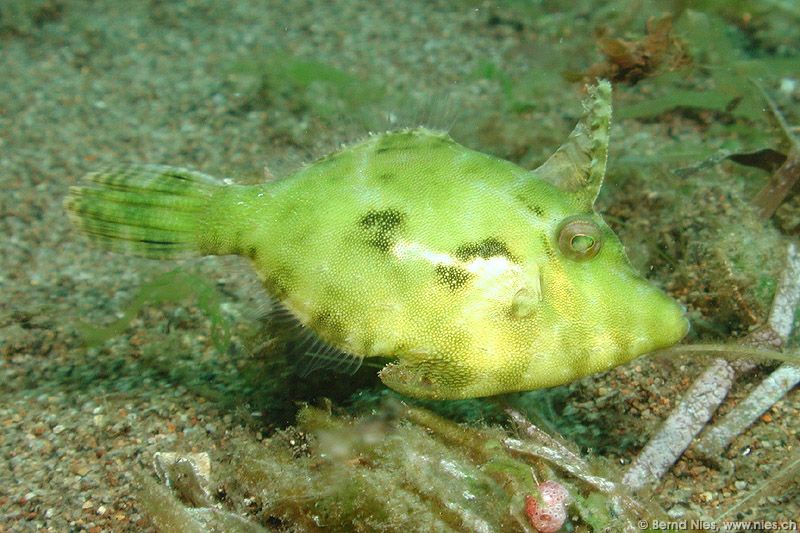 Filefish