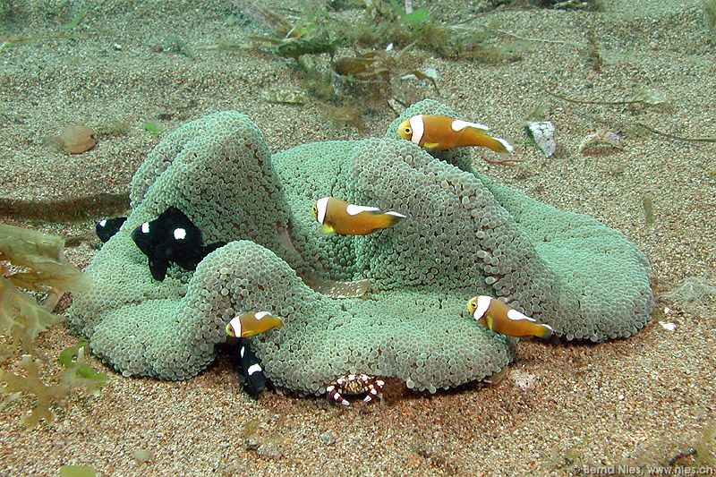 Anemone Family Portrait