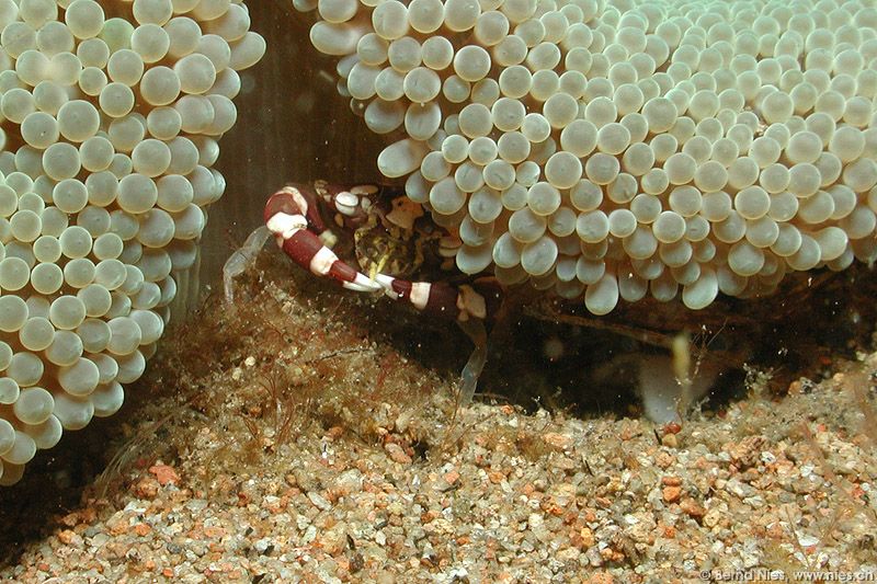 Porcelain Crab