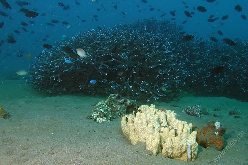 Unterwasser Riffszene
