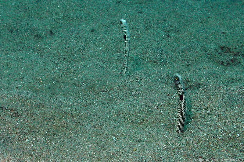 Garden Eels