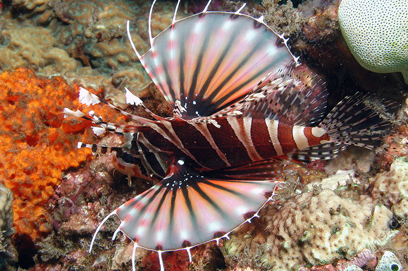 Lionfish