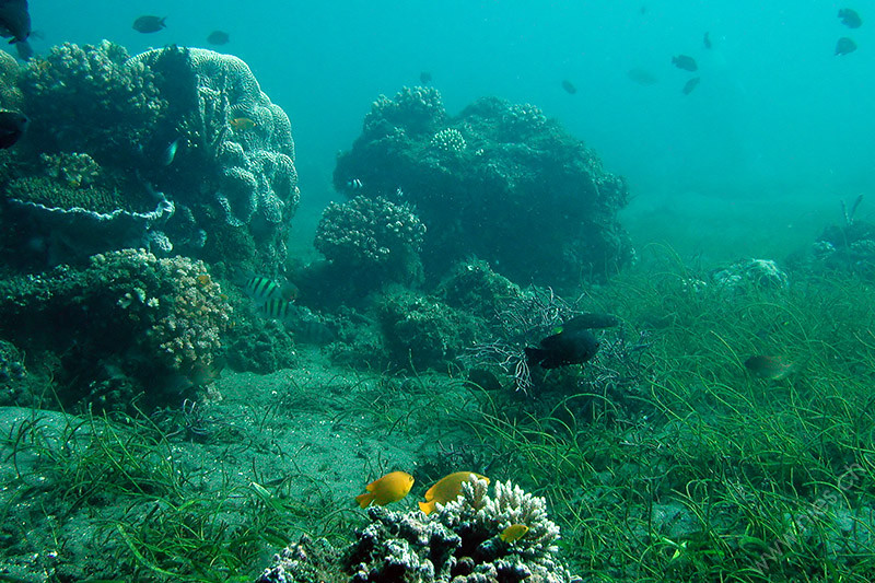 Underwater reef scene