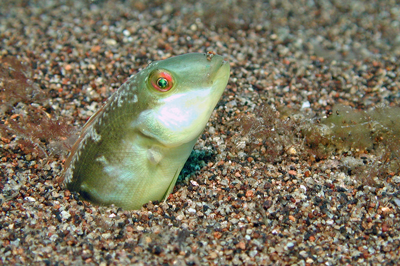 Razor Wrasse