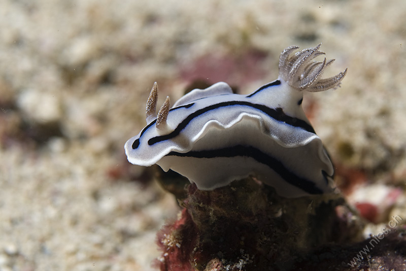 Prachtsternschnecke