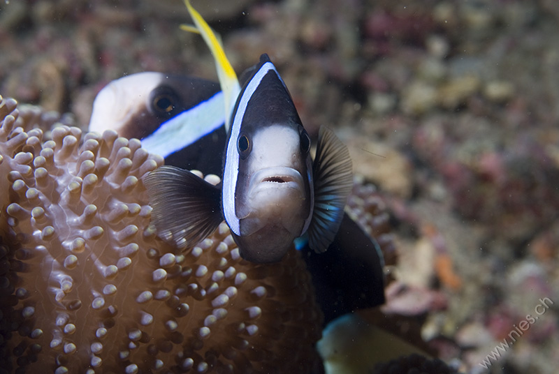 Anemone fisches