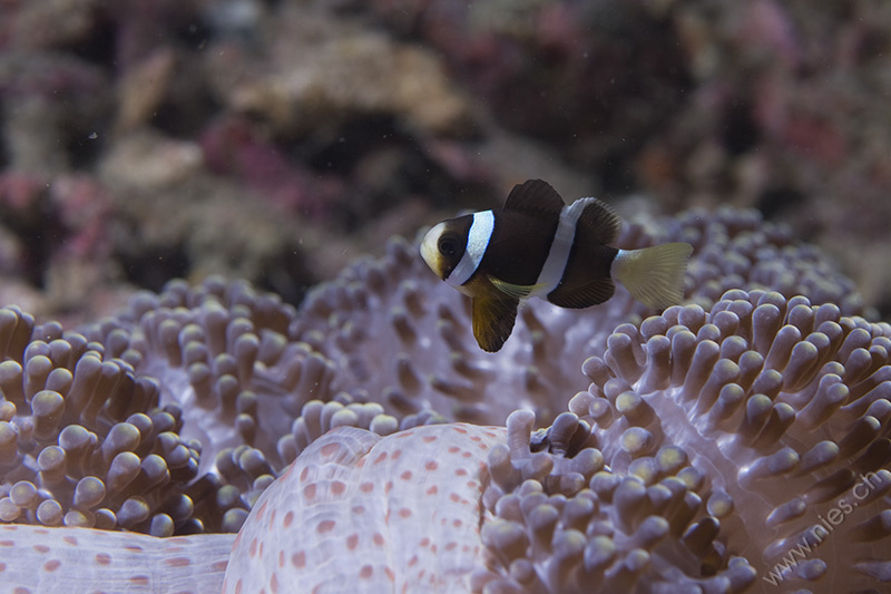 Young Anemone Fish
