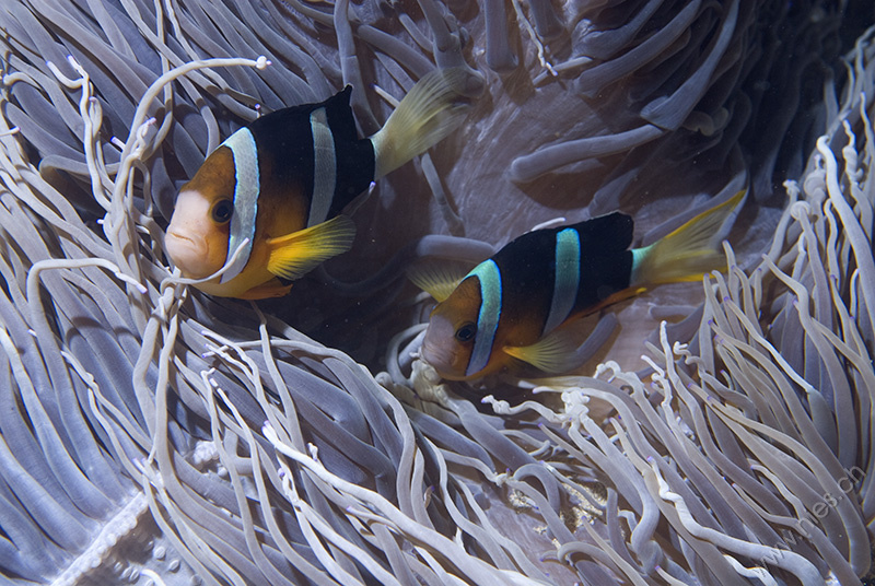Anemone fishes