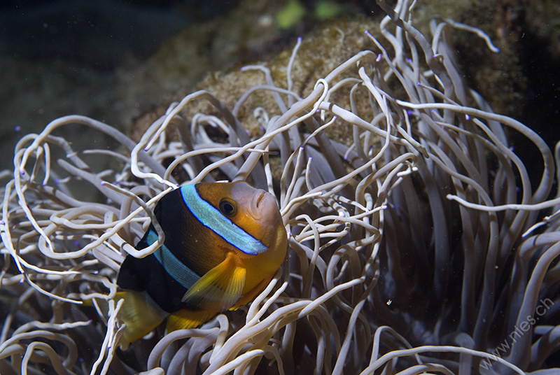 Anemone fishes