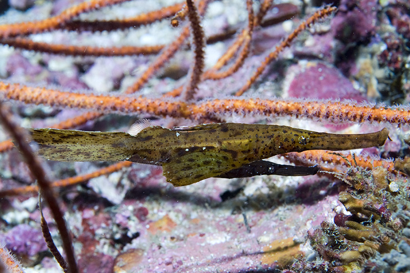 Ghost pipefish