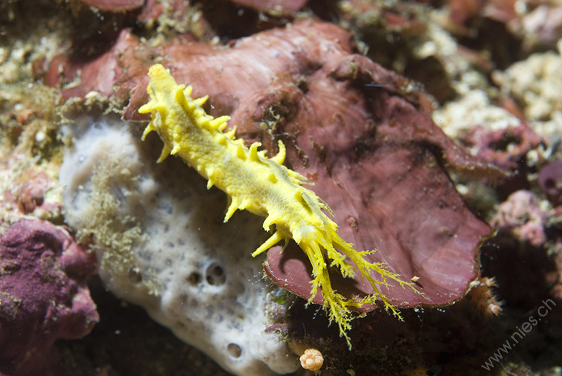 Sea cucumber