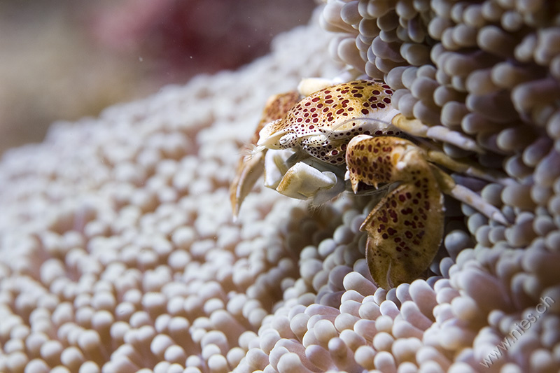 Porcelain crab