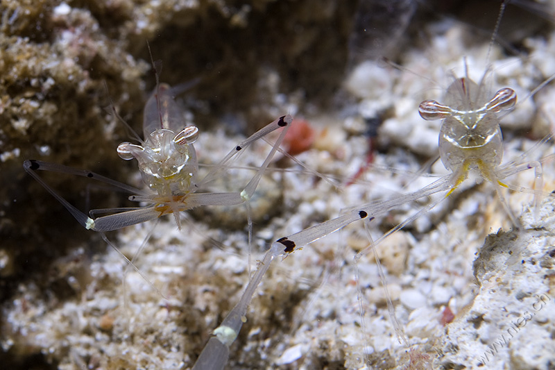 Partner shrimps