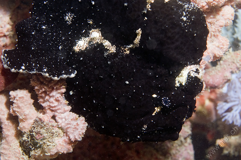 Black frogfish