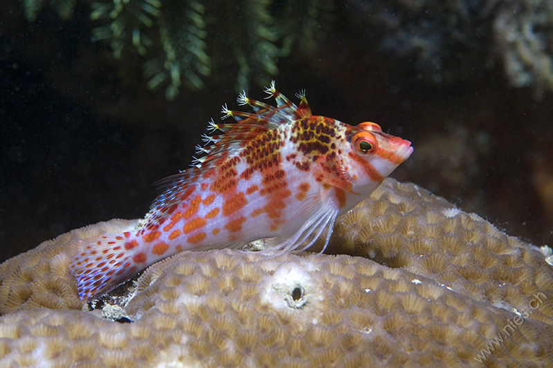 Hawkfish