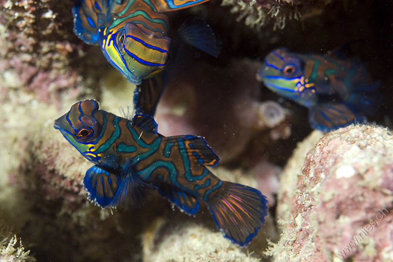 Three Mandarin Fish