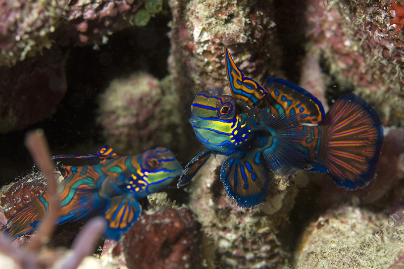 Two Mandarin Fish