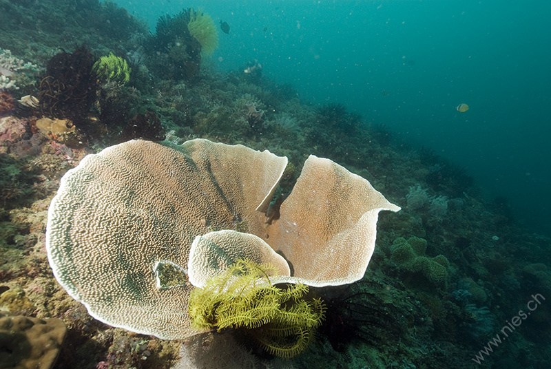 Plate Coral