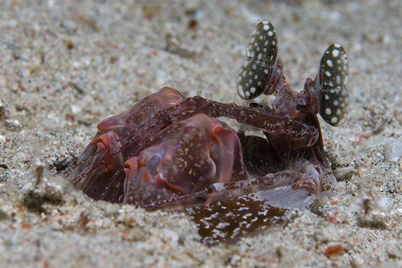 Mantis Shrimp