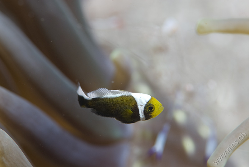 Anemone Fish Baby