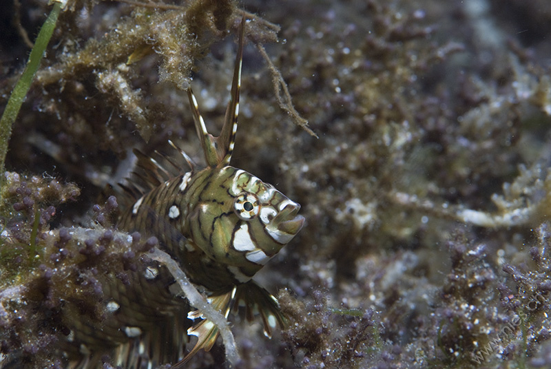 Juvenile Dragon Wrasse 1