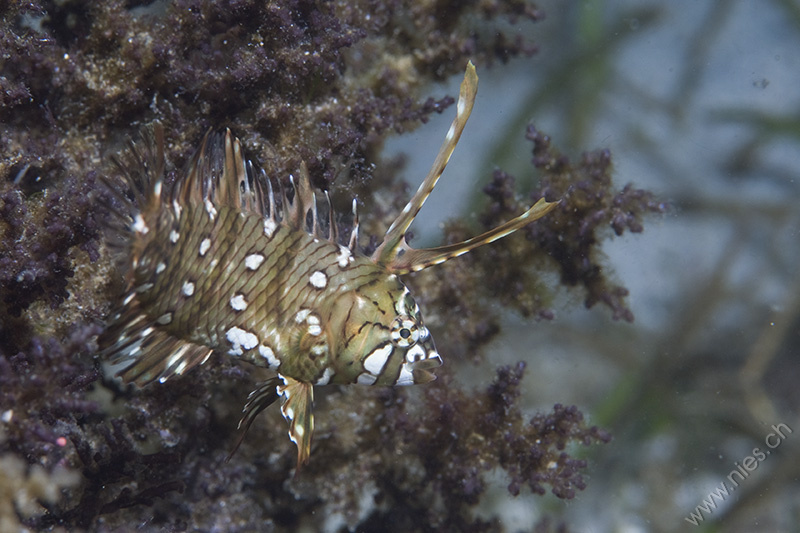 Juveniler Bäumchenfisch