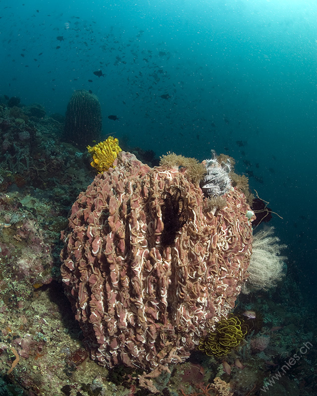 Barrel Sponge