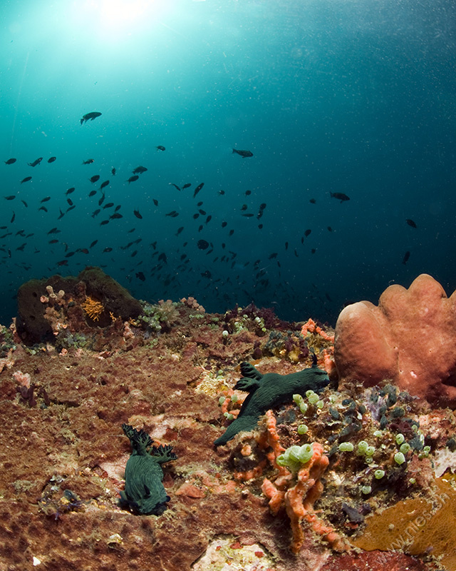 Nudibranch